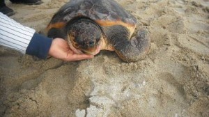 Animali: tartaruga caretta caretta salvata da Guardia costiera a Reggio Calabria