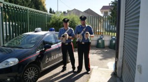 Quattro cuccioli di cane trovati da carabinieri
