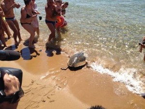 Tartaruga rimessa in liberta' dopo cure in centro recupero Riserva marina