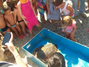 Animali: tartaruga liberata in mare da guardia costiera Roccella