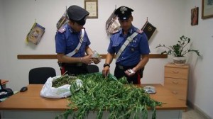 droga: un arresto a Isola C.R. per detenzione piante marijuana