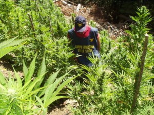 Droga: piantagione canapa indiana scoperta da Corpo forestale dello Stato a Samo