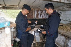 Droga: cocaina nella gabbia dei conigli, un arresto dei carabinieri a Isola Capo Rizzuto