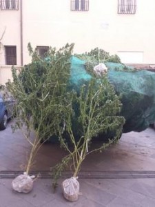 Droga: guardia di finanza di Catania sequestra piantagione stupefacenti e 2,5 tonnellate di marijuana, 5 arresti