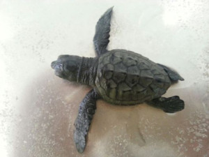Roseto degli Abruzzi (Teramo) - Esemplare di tartaruga Caretta Caretta nato sulla spiaggia