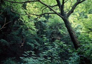 Ambiente: natura, boschi e foreste