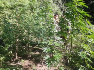 Piantagione di marijuana a Santo Stefano Aspromonte