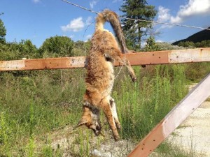 Isernia: volpe giustiziata con petardo in bocca