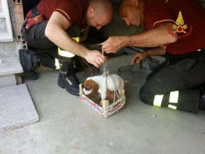 Vigili del fuoco salvano cucciolo cane intrappolato in tombino.