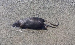 topo morto in spiaggia