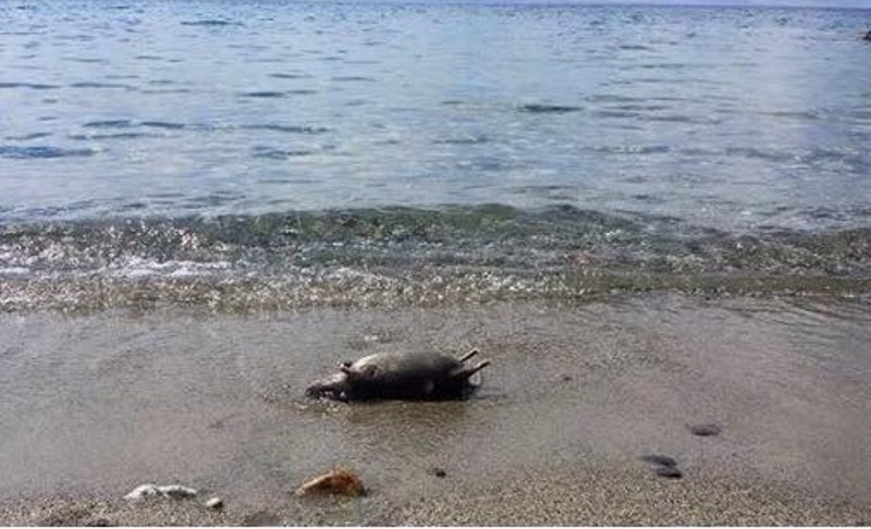 topo morto in spiaggia2