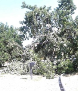 albero caduto (1)