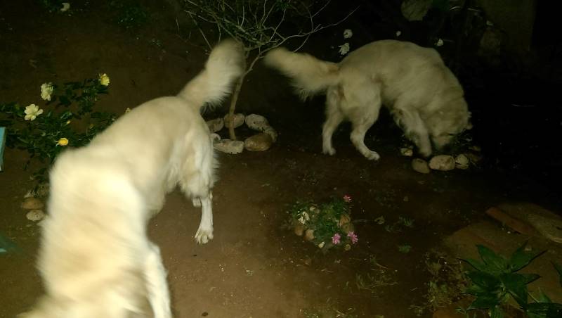 Reggio Calabria: ritrovati i cani smarriti a Villa San Giovanni - Stretto web
