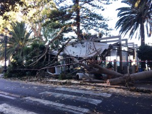 Reggio Calabria albero crollato sottozero (5)