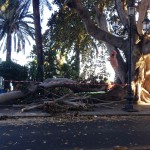 Reggio Calabria albero crollato sottozero (9)