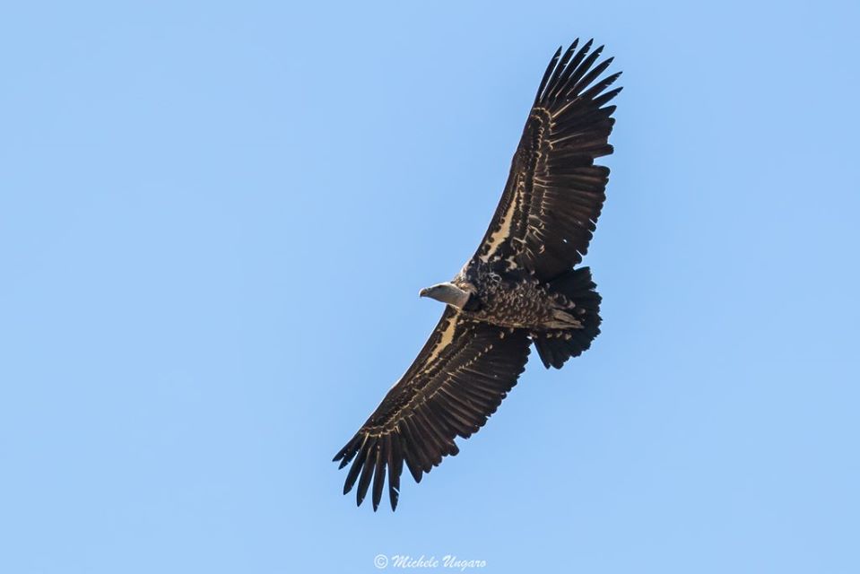Messina: un avvoltoio della specie Ruppell fra i grifoni della colonia del Parco dei Nebrodi, è il primo avvistamento in Italia - Stretto web