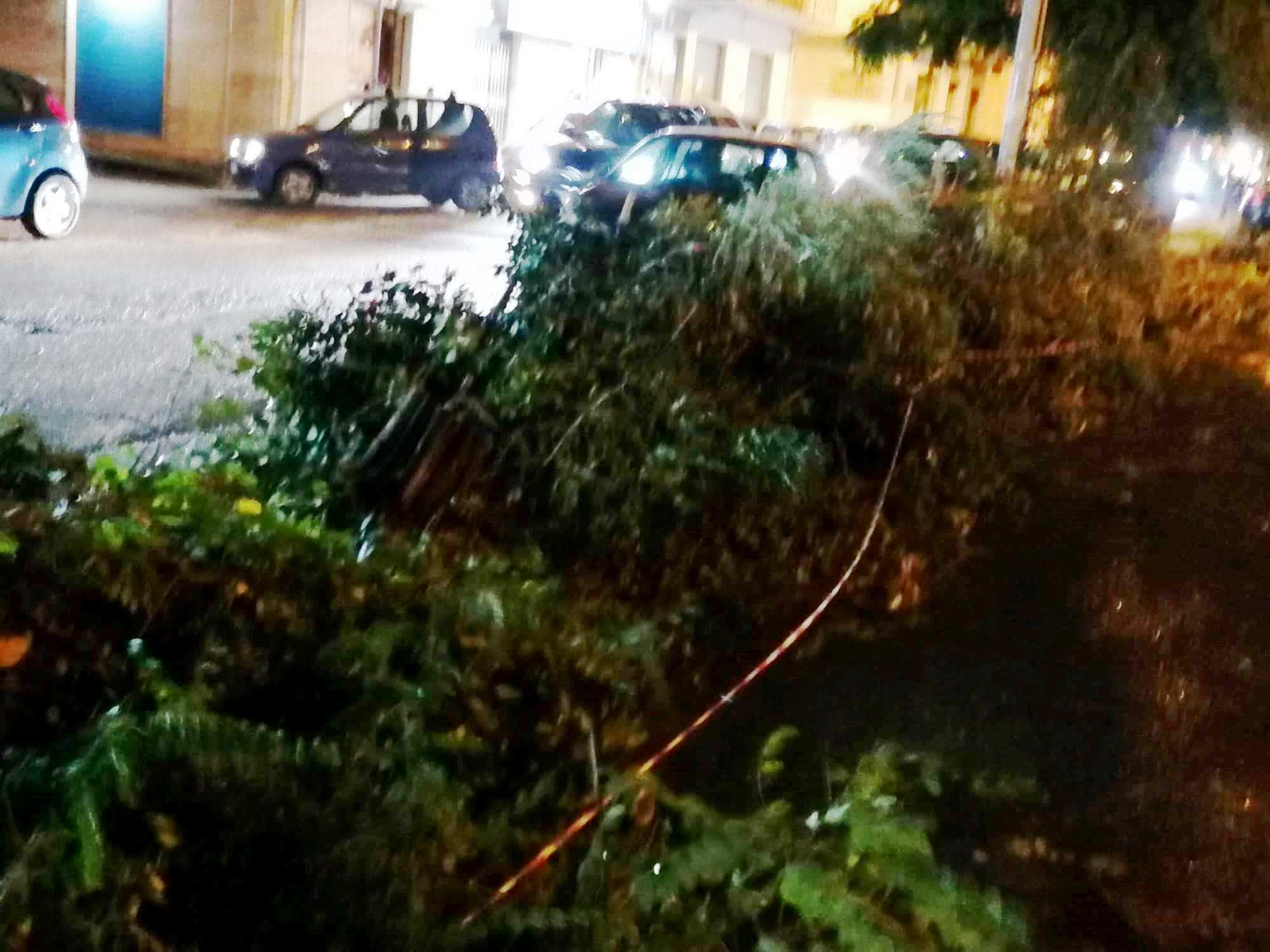 Maltempo a Reggio Calabria: albero si schianta in strada, tragedia sfiorata [FOTO] - Stretto web
