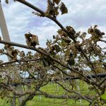 coltivazioni kiwi rovinate