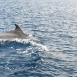 delfini nello stretto di messina