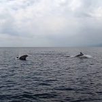 delfini nello stretto di messina