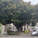 Reggio Calabria ramo di albero cade a Piazza Indipendenza