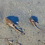Topi morti spiaggia Torre Lupo Reggio Calabria
