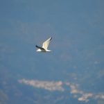 Uccelli Stretto Messina