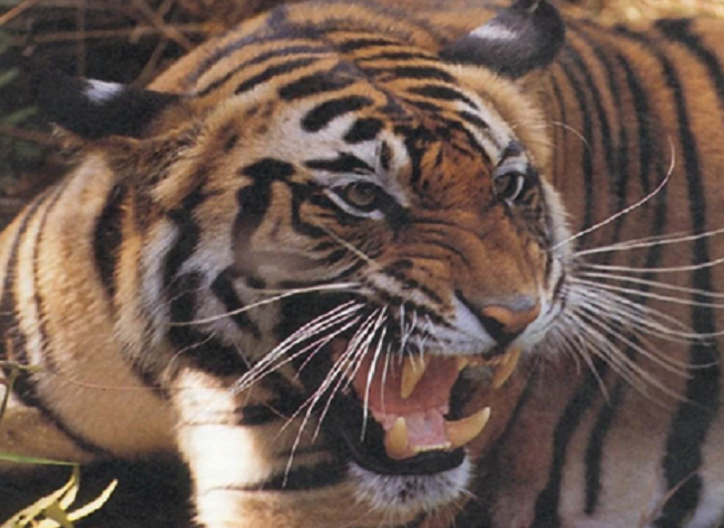 Tragedia In Un Circo Orfei Domatore Ucciso Da 4 Tigri Nome Stretto Web