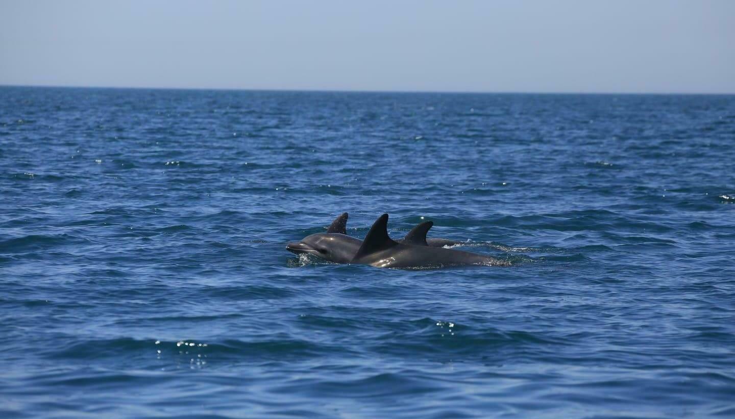delfini scilla