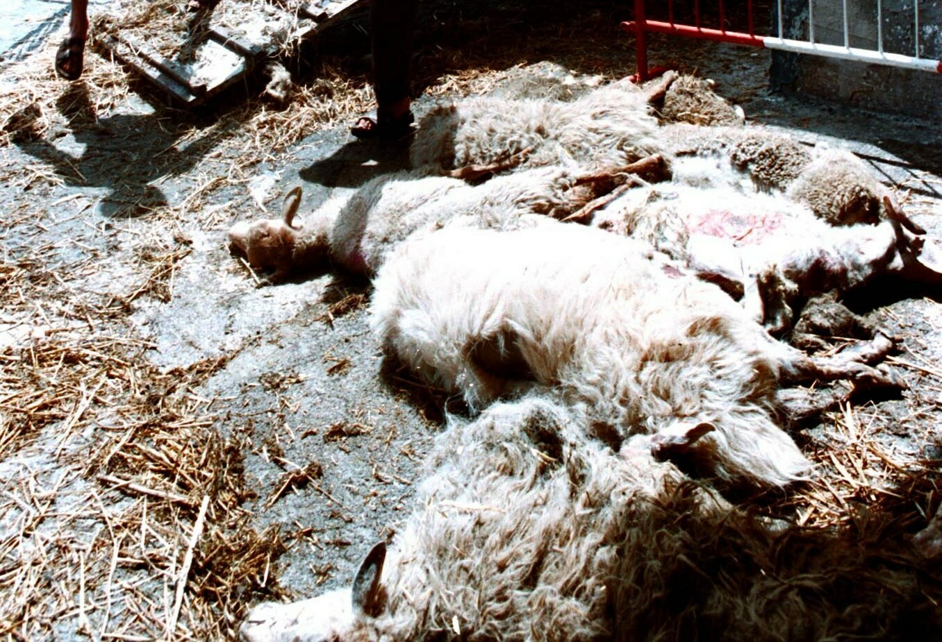 pecore morte