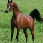 Cavallo-arabo-puro
