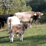 DUE UOMINI UCCISI NEL PIACENTINO DA TORO DI ALTRO ALLEVATORE