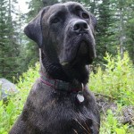cane-corso