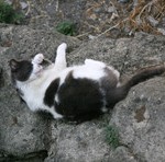 gatto