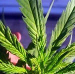 marijuana