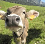 mucca