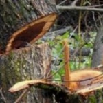 tagliare alberi