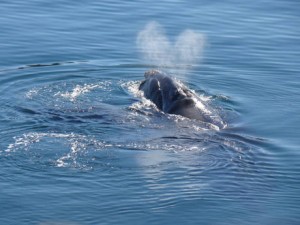 ANIMALI: SPETTACOLO DI BALENE IN PATAGONIA