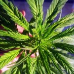 DROGA: COLTIVAVA CANAPA INDIANA SU TERRAZZO, GDF LO DENUNCIA