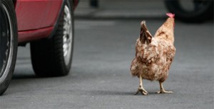 gallina-attraversa-la-strada