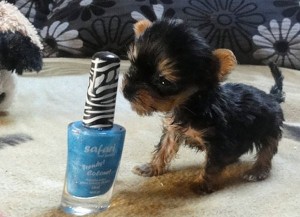 polish-puppy-meysi-the-worlds-smallest-dog