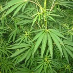 cannabis_01_bgiu