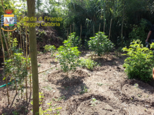 FOTO PIANTAGIONE G.T