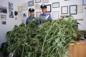 Droga: piantagione canapa scoperta da carabinieri