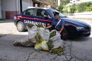 Droga: scoperta da carabinieri piantagione canapa indiana nel crotonese