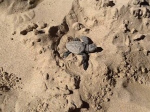 ANSA/ Tartarughe tra ombrelloni,'evento del secolo' in Adriatico