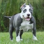 pitbull