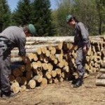 sequestri e denunce nello Jonio cosentino per tagli boschivi