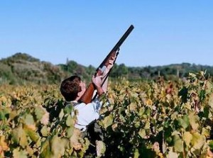 cacciatore migratoria