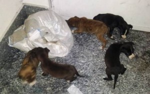 Sette cuccioli di cane meticcio abbandonati in un sacco di iuta bianco davanti il municipio di Bronte (Catania)